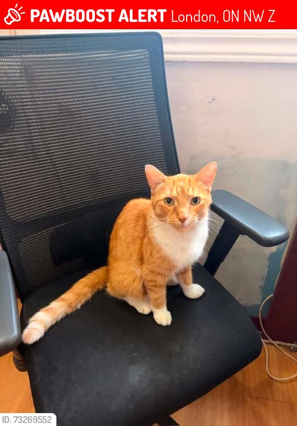 Lost Male Cat last seen Near dundas street, London, ON N5W 2Z4