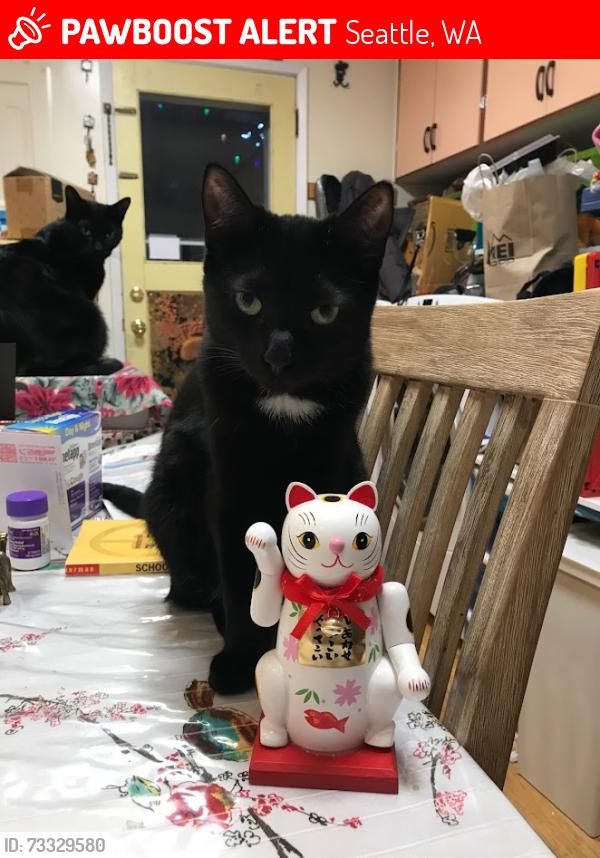 Lost Male Cat last seen 115th and 17th, Seattle, WA 98125