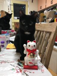 Lost Male Cat last seen 115th and 17th, Seattle, WA 98125