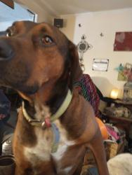 Lost Male Dog last seen 29220franklin rd stover mo, Stover, MO 65078