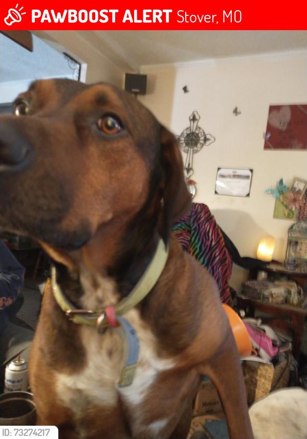 Lost Male Dog last seen 29220franklin rd stover mo, Stover, MO 65078