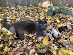 Lost Male Cat last seen Goose creek court and blue jay court (off Jones Ferry), Chatham County, NC 27516
