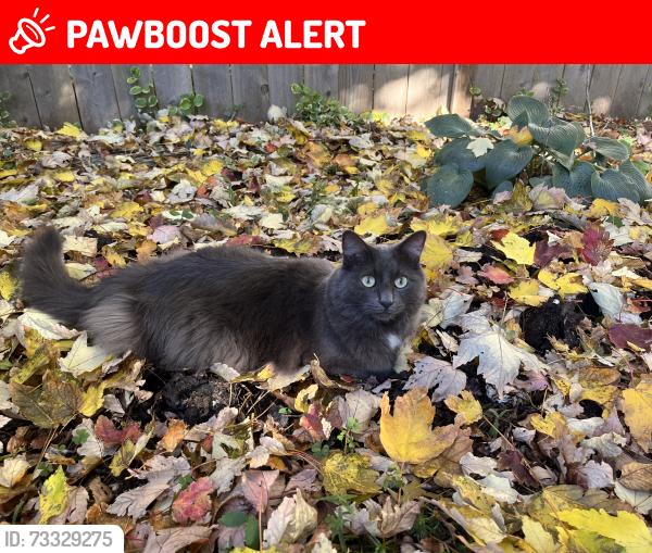 Lost Male Cat last seen Goose creek court and blue jay court (off Jones Ferry), Chatham County, NC 27516