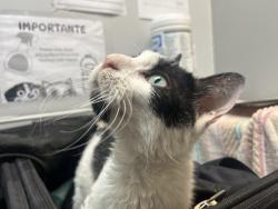 Shelter Stray Unknown Cat last seen Near Story Avenue, BRONX, NY, 10473, 326 E 110th St, New York, NY 10029, USA