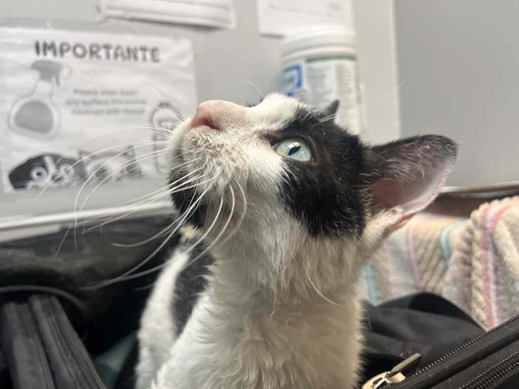 Shelter Stray Unknown Cat last seen Near Story Avenue, BRONX, NY, 10473, 326 E 110th St, New York, NY 10029, USA
