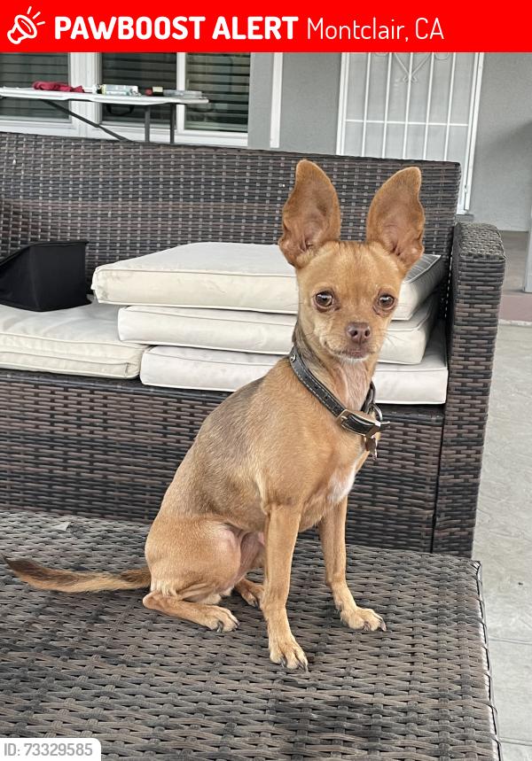 Lost Female Dog last seen Poulsen and Yale, Montclair, CA 91763