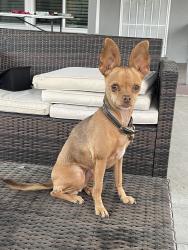 Lost Female Dog last seen Poulsen and Yale, Montclair, CA 91763