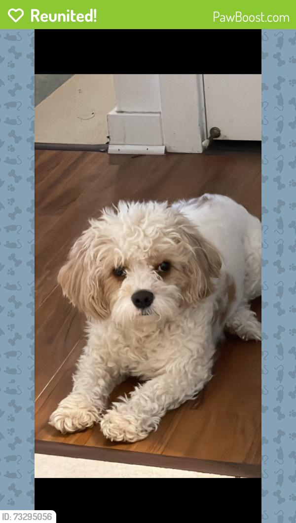 Reunited Male Dog last seen Maypole & wood, Chicago, IL 60612
