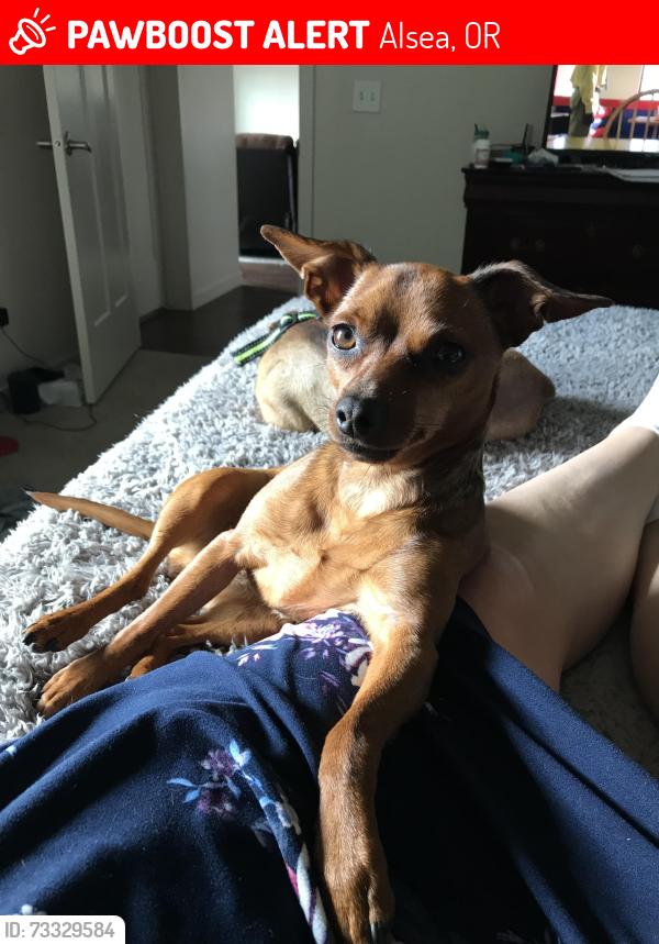 Lost Female Dog last seen County line, Alsea, OR 97324