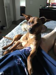 Lost Female Dog last seen County line, Alsea, OR 97324