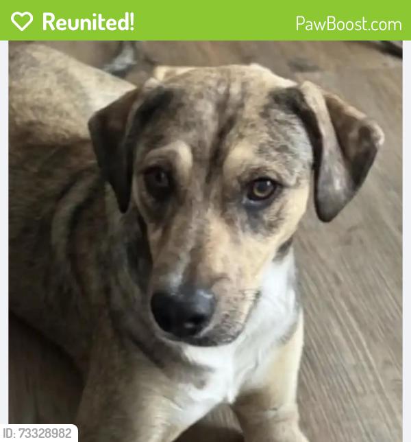 Reunited Male Dog last seen Greenwood/Under Old Boney, Thousand Oaks, CA 91320