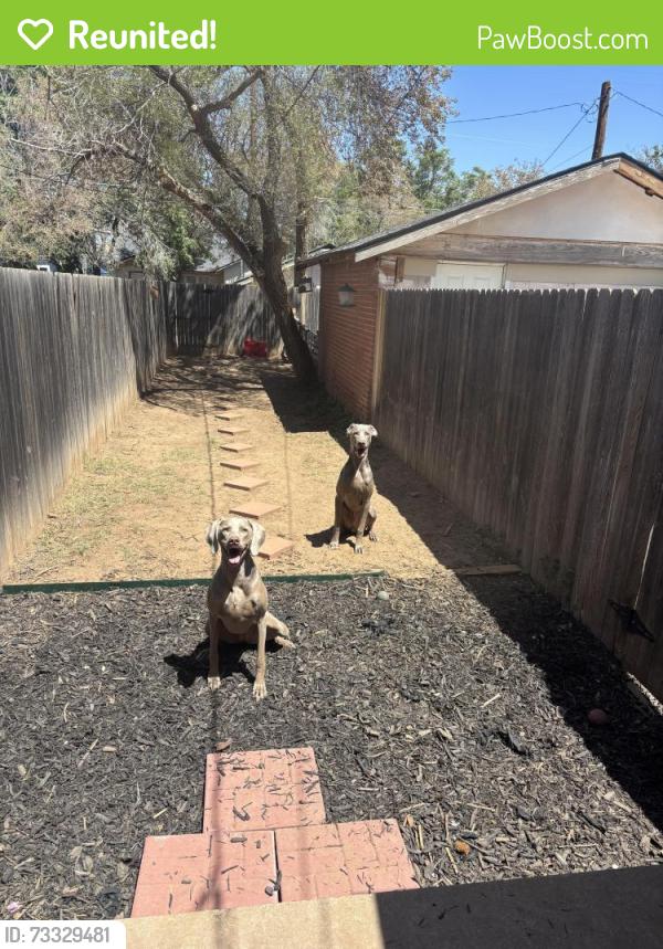 Reunited Female Dog last seen Near the high achool, Lubbock, TX 79401