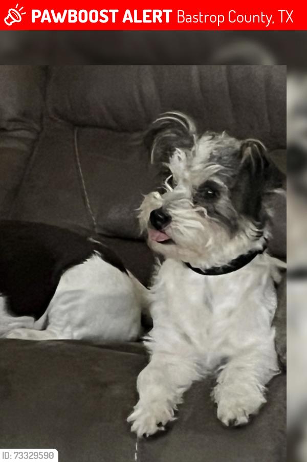 Lost Male Dog last seen Stork Rd and Twin Creeks Cir, Bastrop County, TX 78617