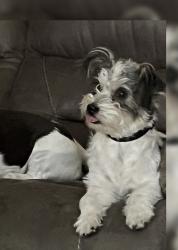 Lost Male Dog last seen Stork Rd and Twin Creeks Cir, Bastrop County, TX 78617