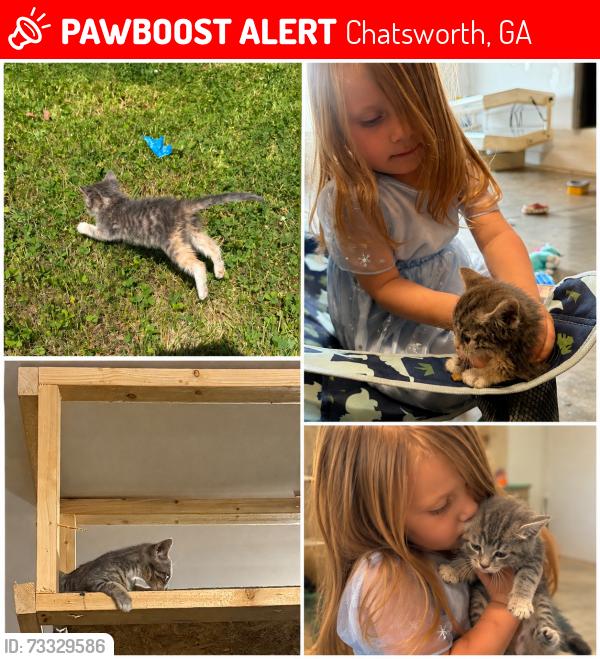 Lost Female Cat last seen Eton elementary school, Chatsworth, GA 30705