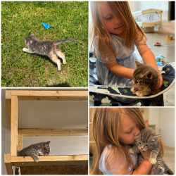 Lost Female Cat last seen Eton elementary school, Chatsworth, GA 30705