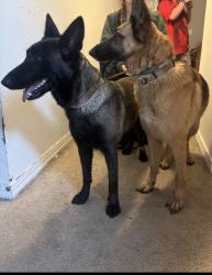 Found/Stray Unknown Dog last seen forest mellor park lehi, Lehi, UT 84043