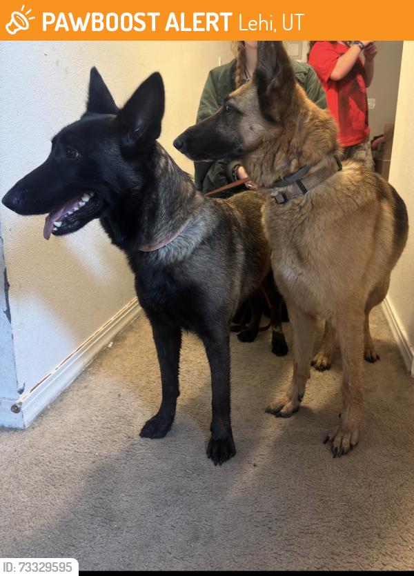 Found/Stray Unknown Dog last seen forest mellor park lehi, Lehi, UT 84043