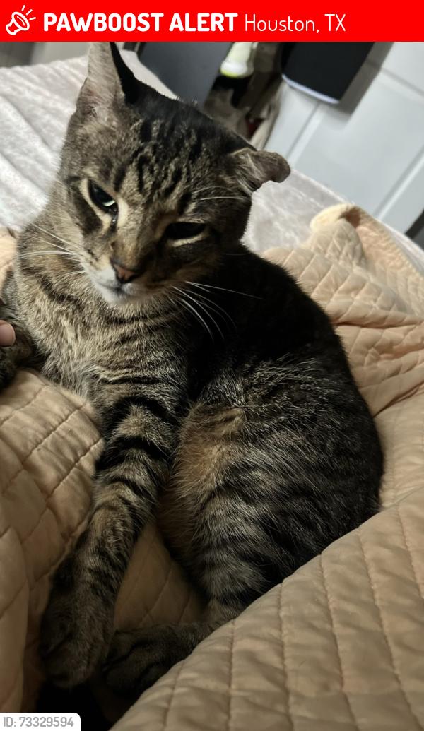 Lost Male Cat last seen Gessner and West Rd, Houston, TX 77064
