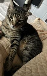 Lost Male Cat last seen Gessner and West Rd, Houston, TX 77064