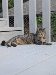 Lost Female Cat last seen Two pines lane off garza ln., Little Elm, TX 75068