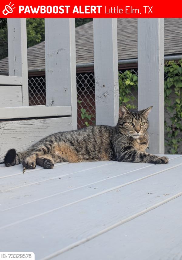 Lost Female Cat last seen Two pines lane off garza ln., Little Elm, TX 75068
