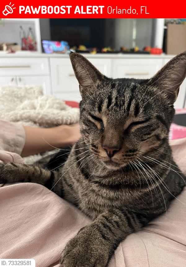 Lost Male Cat last seen Pinar Dr / Ensenada Dr / El Prado ave, Orlando, FL 32825