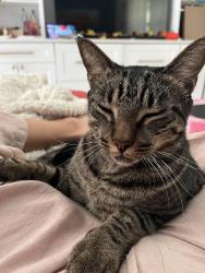 Lost Male Cat last seen Pinar Dr / Ensenada Dr / El Prado ave, Orlando, FL 32825