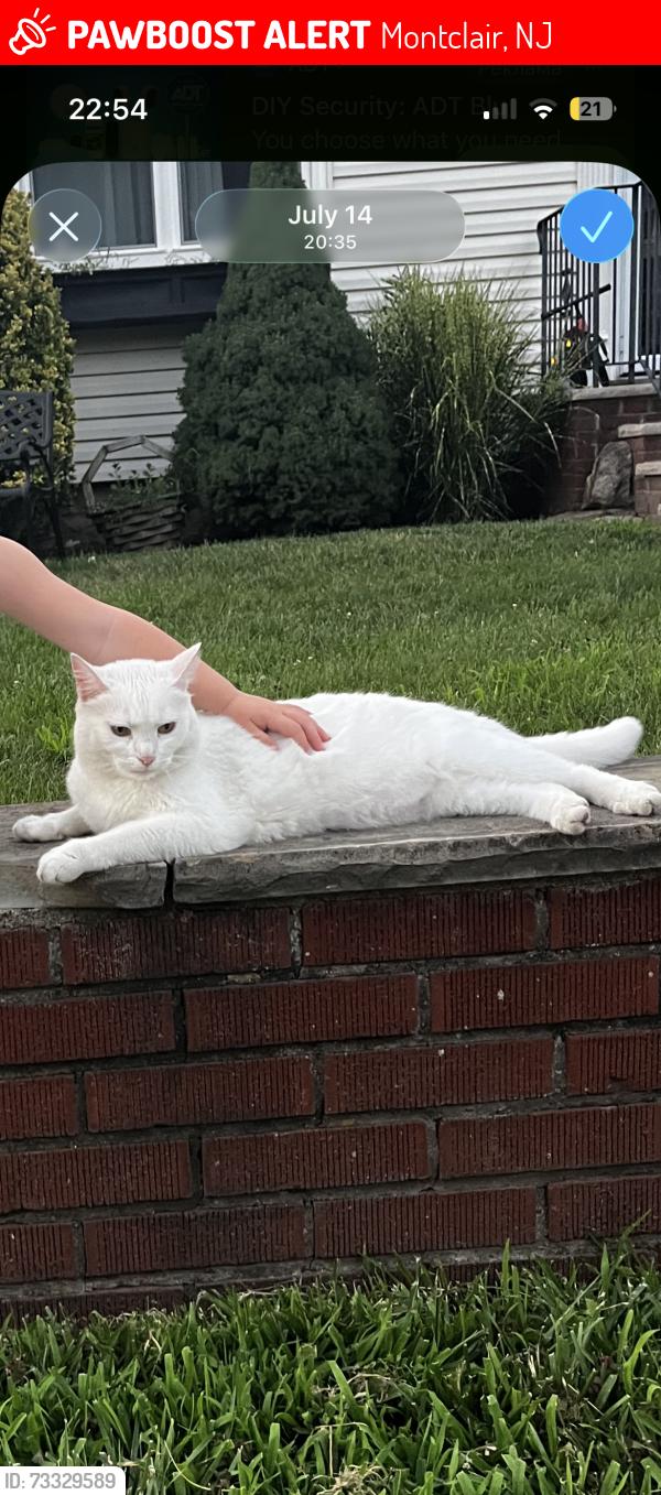 Lost Female Cat last seen Orange street and ward pl, Montclair, NJ 07042