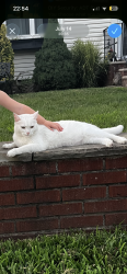 Lost Female Cat last seen Orange street and ward pl, Montclair, NJ 07042