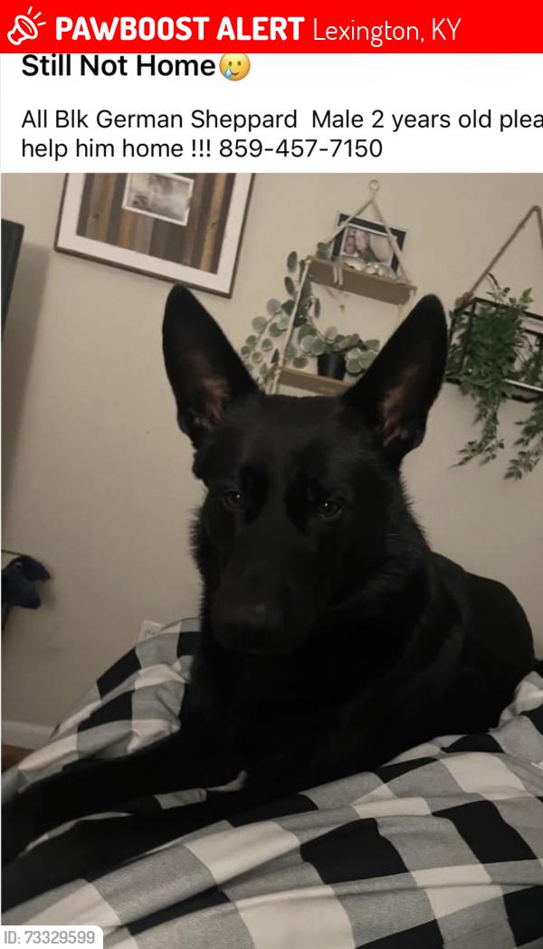 Lost Male Dog last seen Fayette county bus garage, Lexington, KY 40509