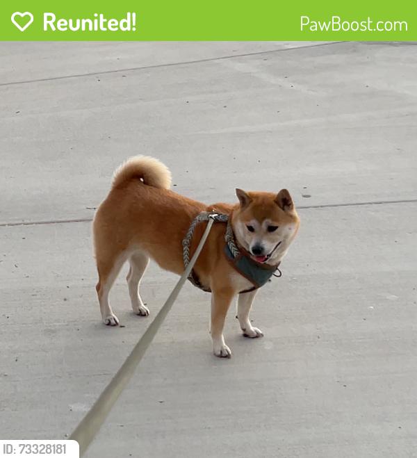 Reunited Female Dog last seen Lost on Marco Pl and Redwood Ave, last seen near Casablanca Restaurant on Lincoln Blvd, Los Angeles, CA 90066