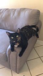 Lost Female Cat last seen Crownspoint and Nightjar, Austin, TX 78748