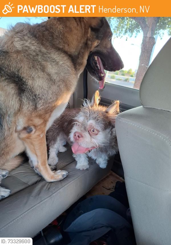 Found/Stray Unknown Dog last seen Horizon and Arrowhead Trail, Henderson, NV 89015