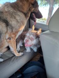 Found/Stray Unknown Dog last seen Horizon and Arrowhead Trail, Henderson, NV 89015