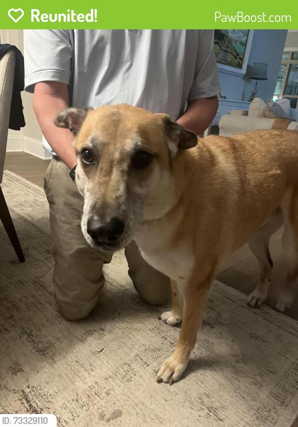 Reunited Male Dog last seen Brewster ice cream, Columbus, GA 31907