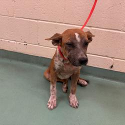 Shelter Stray Female Dog last seen , 2350 Appling City Cove, Memphis, TN 38133, USA