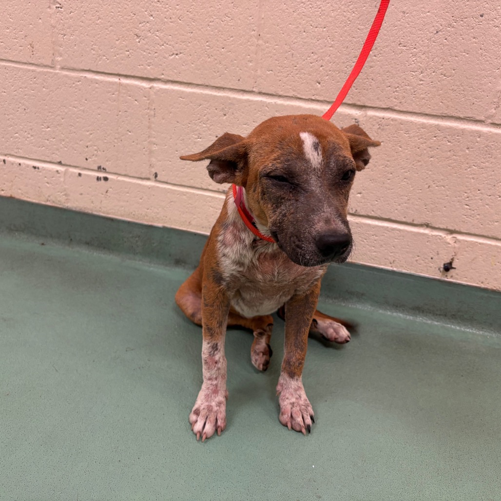 Shelter Stray Female Dog last seen , 2350 Appling City Cove, Memphis, TN 38133, USA