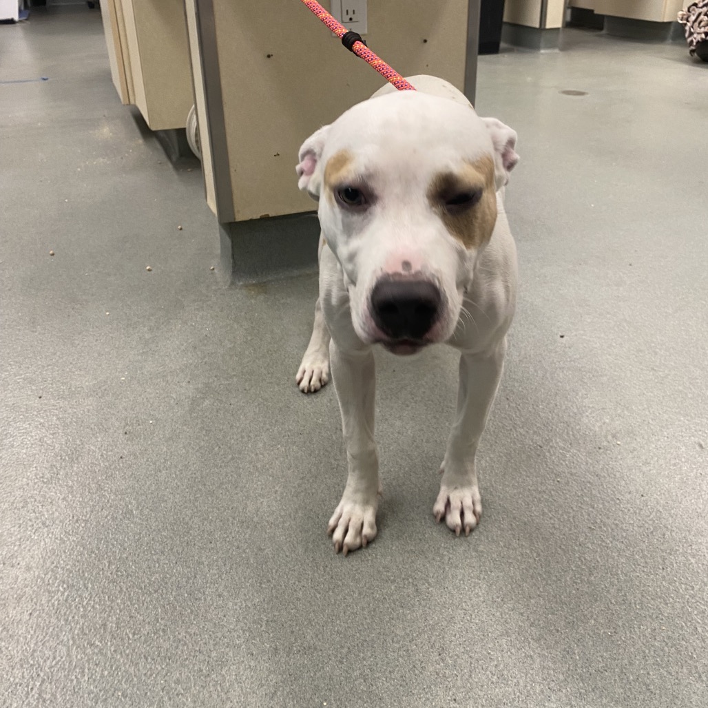 Shelter Stray Female Dog last seen , 6621 Westminster Ave, Garden Grove, CA 92844, USA