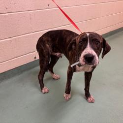Shelter Stray Male Dog last seen , 2350 Appling City Cove, Memphis, TN 38133, USA
