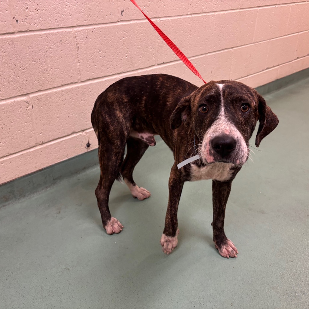 Shelter Stray Male Dog last seen , 2350 Appling City Cove, Memphis, TN 38133, USA
