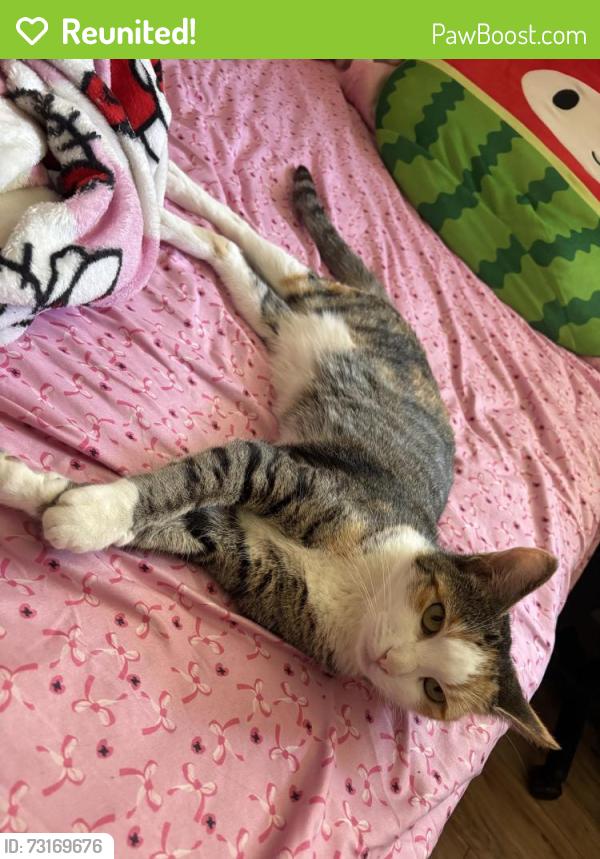 Reunited Female Cat last seen Rocket ship Mosaic Owsley Ave and Lucretia, San Jose, CA 95122