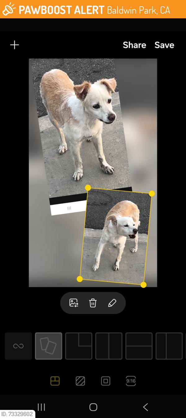 Found/Stray Unknown Dog last seen Morgan Park, Baldwin Park, CA 91706