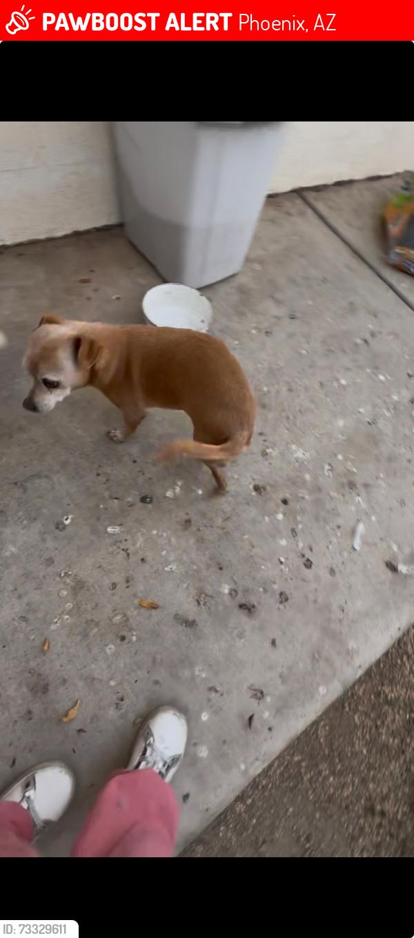 Lost Male Dog last seen Northern and 31st ave, Phoenix, AZ 85051