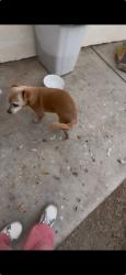 Lost Male Dog last seen Northern and 31st ave, Phoenix, AZ 85051