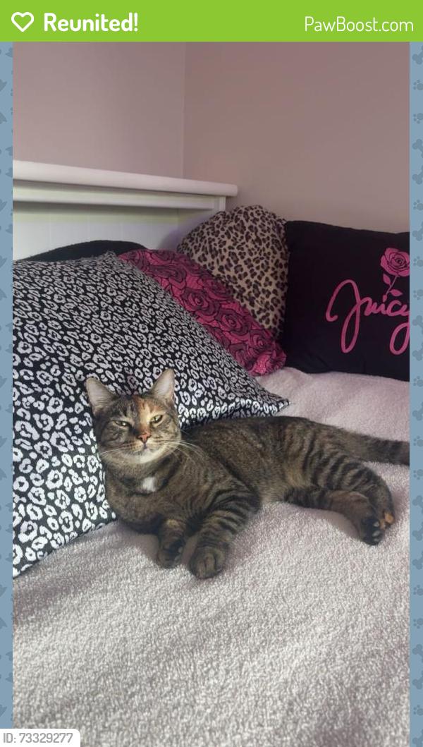 Reunited Female Cat last seen 72nd and Simms, Arvada, CO 80005