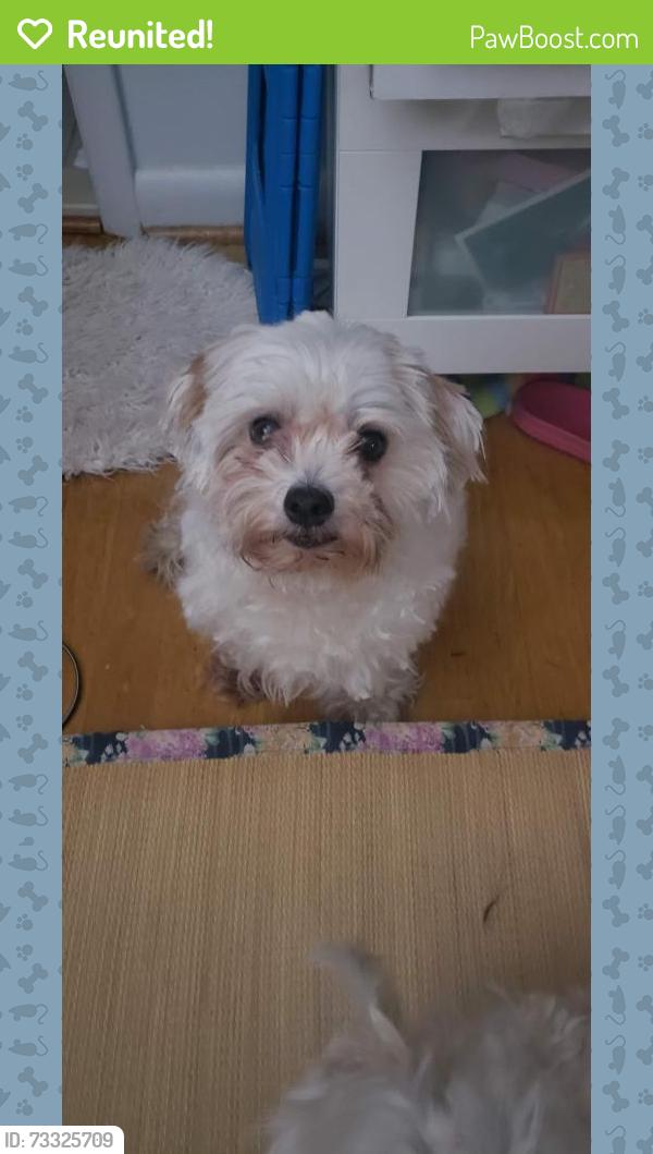 Reunited Male Dog last seen Forest Glen Rd and Belvedere Pl, Silver Spring, MD 20910