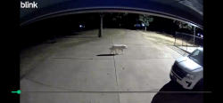 Found/Stray Unknown Dog last seen Near Deer Run ests (E 181st S / S 128th E Ct), Bixby, OK 74008