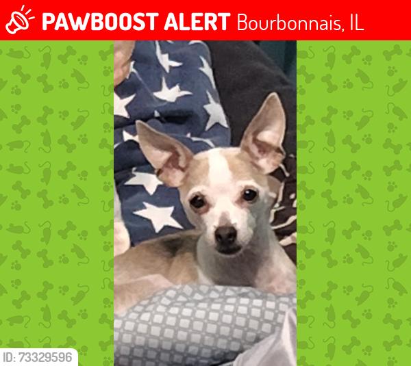 Lost Female Dog last seen I live on n Blaine and she was seen at Chicago dough going towards sequels, Bourbonnais, IL 60914