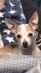 Lost Female Dog last seen I live on n Blaine and she was seen at Chicago dough going towards sequels, Bourbonnais, IL 60914